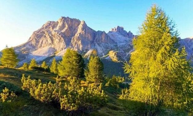 I segreti del larice, il gigante della montagna