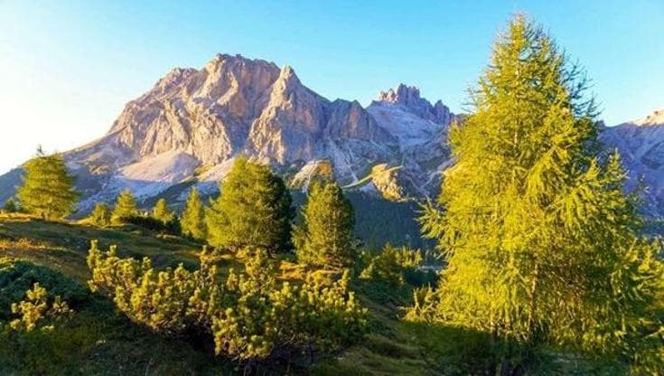 I segreti del larice, il gigante della montagna