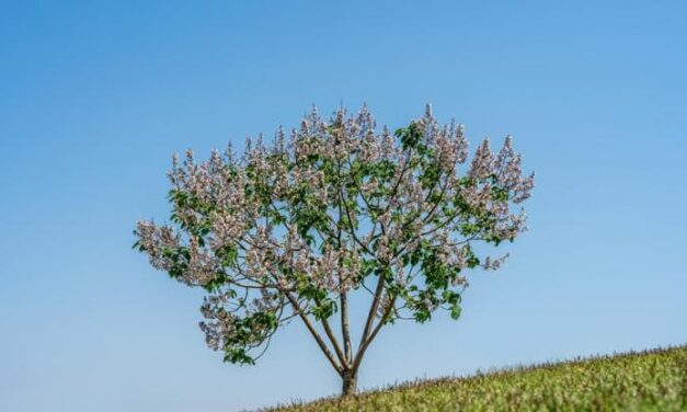 La paulownia: varietà, cura e consigli