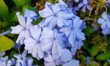 Plumbago: coltivazione, cura, potatura e consigli