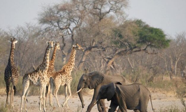 La Namibia autorizza gli abbattimenti di elefanti, zebre e altri animali per affrontare fame e siccità