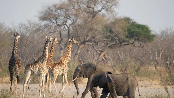 La Namibia autorizza gli abbattimenti di elefanti, zebre e altri animali per affrontare fame e siccità