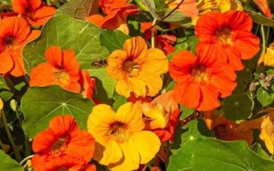 Il nasturzio, che spettacolo di fiori: cura e consigli