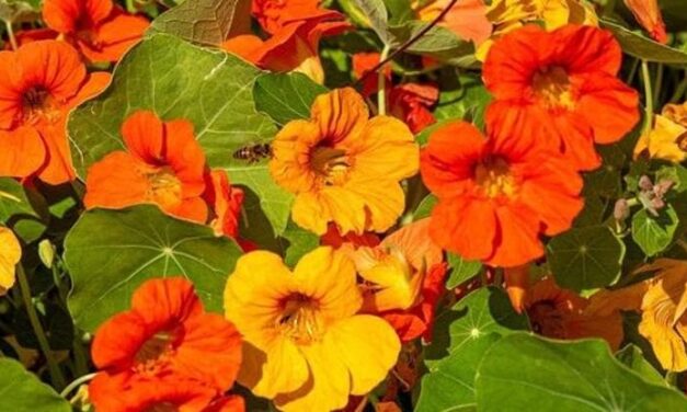 Il nasturzio, che spettacolo di fiori: cura e consigli