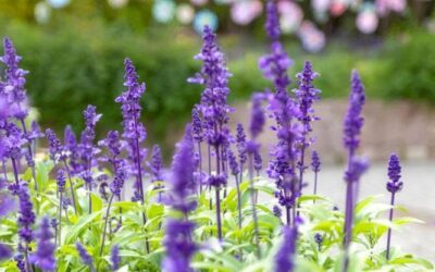 La salvia: coltivazione in terreno e in vaso