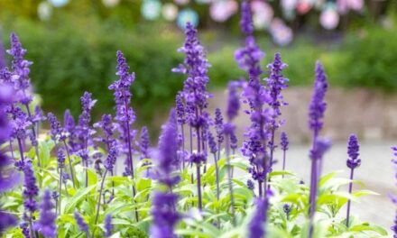 La salvia: coltivazione in terreno e in vaso