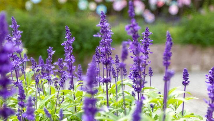 La salvia: coltivazione in terreno e in vaso