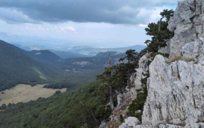 Nella Sila la “giovane foresta vetusta” è rinata