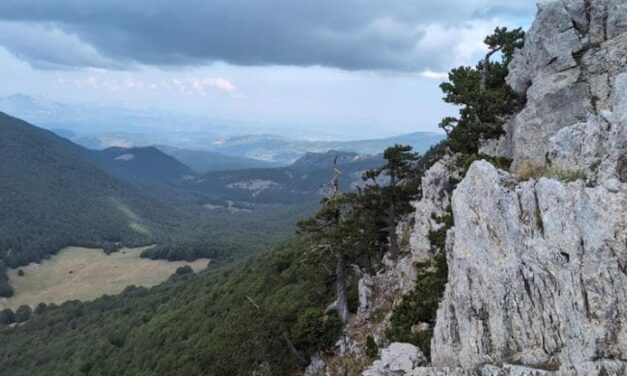 Nella Sila la “giovane foresta vetusta” è rinata