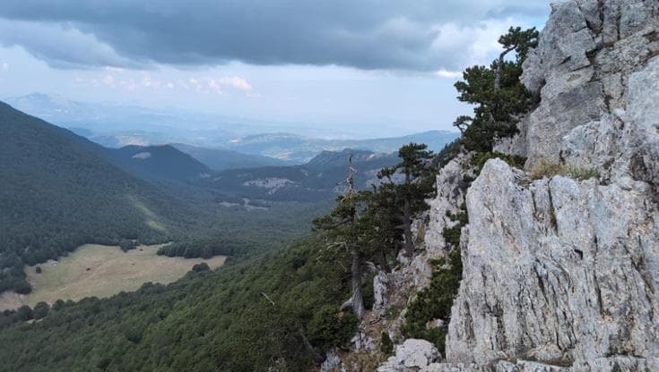 Nella Sila la “giovane foresta vetusta” è rinata