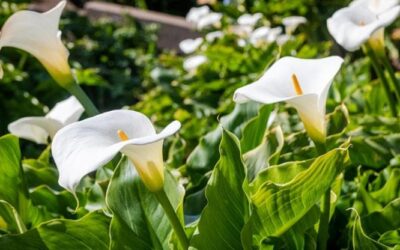 La zantedeschia o calla: coltivazione, esposizione e cura