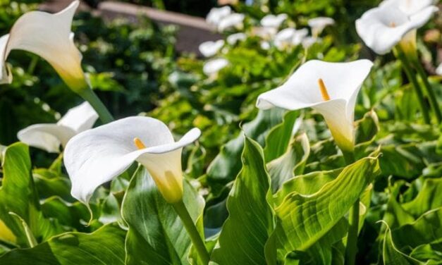 La zantedeschia o calla: coltivazione, esposizione e cura