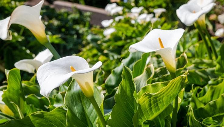 La zantedeschia o calla: coltivazione, esposizione e cura