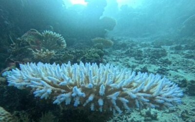 Barriere coralline, come (e perché) stiamo perdendo un patrimonio di biodiversità