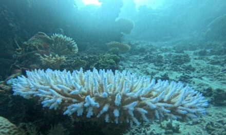 Barriere coralline, come (e perché) stiamo perdendo un patrimonio di biodiversità