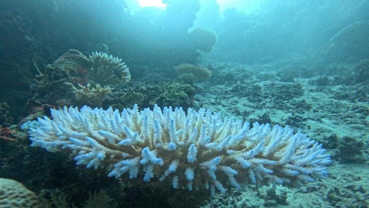 Barriere coralline, come (e perché) stiamo perdendo un patrimonio di biodiversità