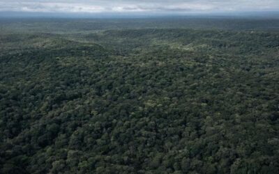 Le foreste vergini possono salvare il Pianeta