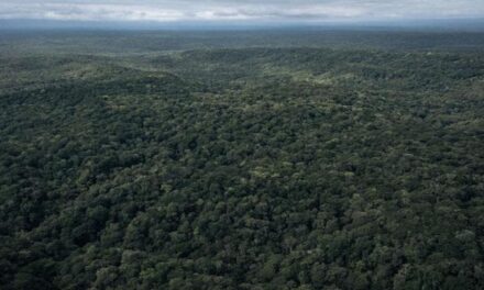 Le foreste vergini possono salvare il Pianeta