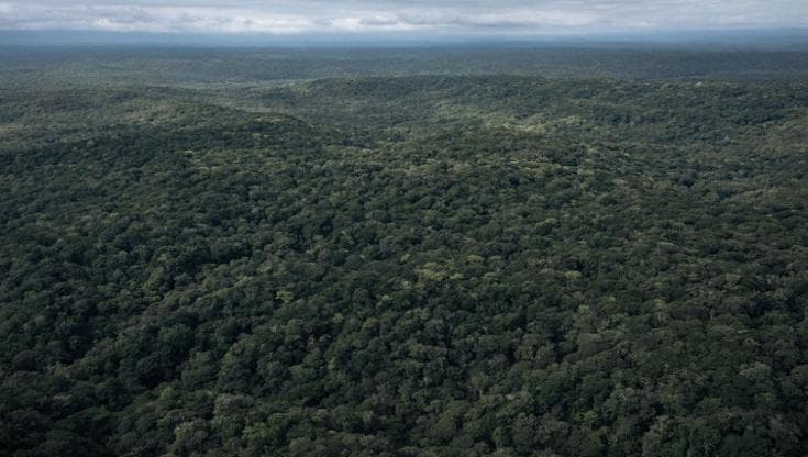 Le foreste vergini possono salvare il Pianeta