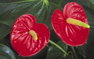 Anthurium andraeanum: coltivazione, cura e quanto annaffiare