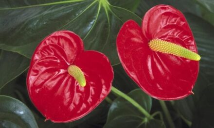 Anthurium andraeanum: coltivazione, cura e quanto annaffiare