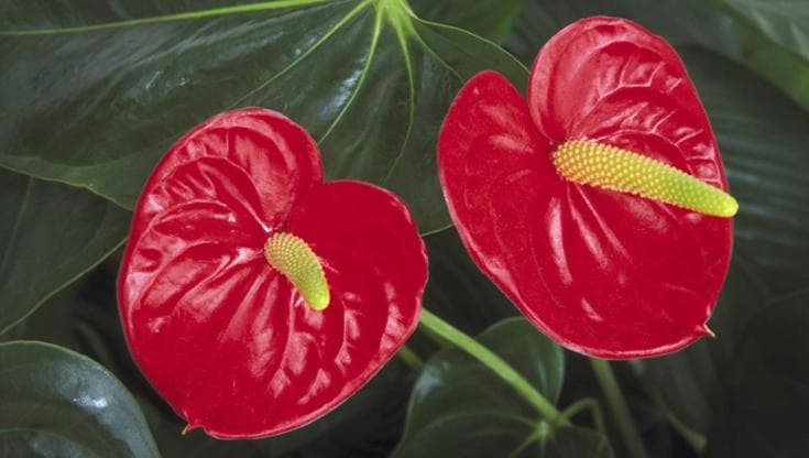 Anthurium andraeanum: coltivazione, cura e quanto annaffiare