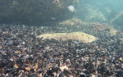 Moria di mitili nell’Adriatico a causa del caldo