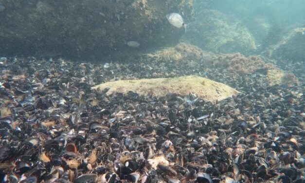 Moria di mitili nell’Adriatico a causa del caldo