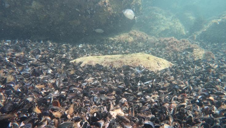 Moria di mitili nell’Adriatico a causa del caldo