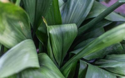 Pianta di piombo (Aspidistra elatior): come prendersene cura