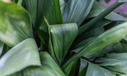 Pianta di piombo (Aspidistra elatior): come prendersene cura