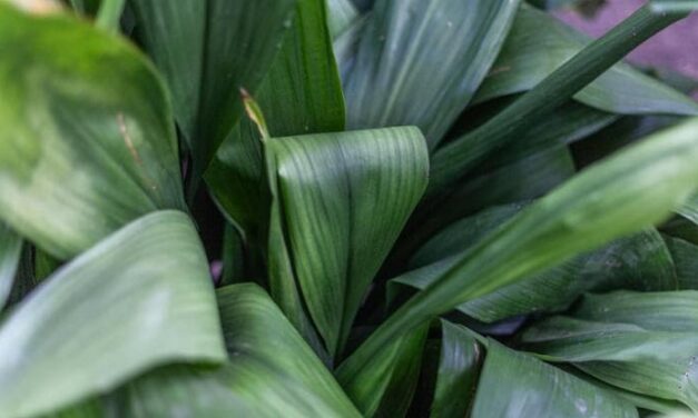 Pianta di piombo (Aspidistra elatior): come prendersene cura