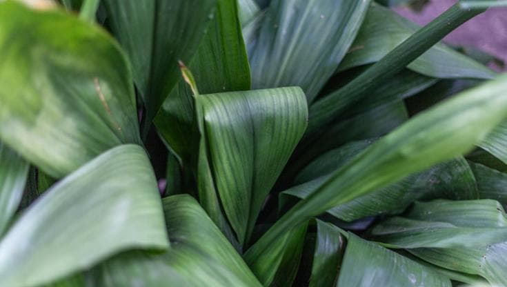 Pianta di piombo (Aspidistra elatior): come prendersene cura