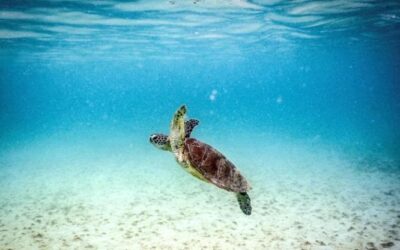 Crisi climatica, nessun animale marino è al sicuro: una mappa per capire quali specie rischiano di più