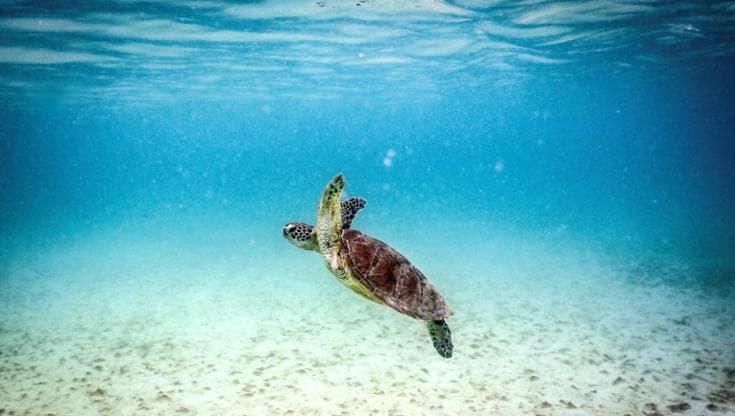 Crisi climatica, nessun animale marino è al sicuro: una mappa per capire quali specie rischiano di più