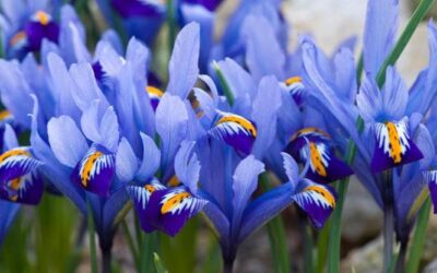 Iris, i fiori della speranza: come coltivare la pianta