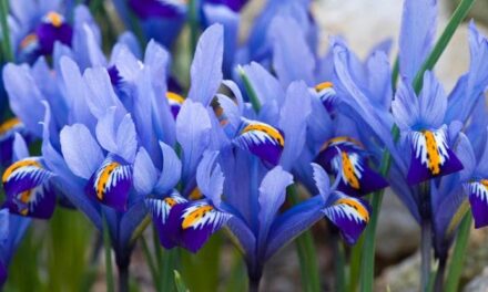 Iris, i fiori della speranza: come coltivare la pianta