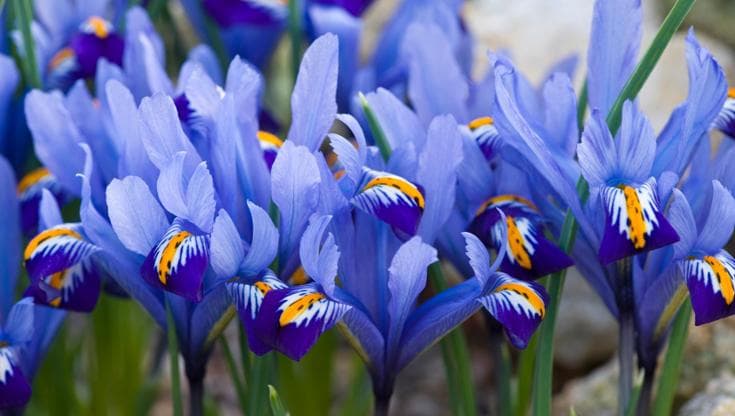 Iris, i fiori della speranza: come coltivare la pianta