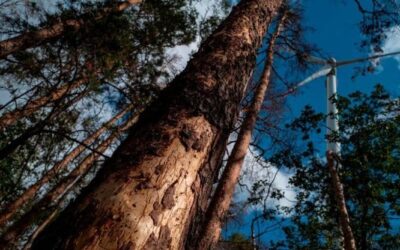 I coleotteri che spaventano l’Europa: 12 specie aliene dannose per le nostre foreste