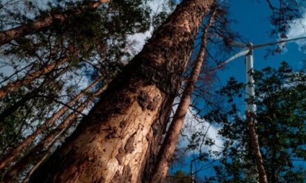 I coleotteri che spaventano l’Europa: 12 specie aliene dannose per le nostre foreste