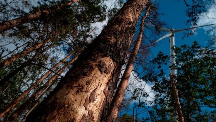 I coleotteri che spaventano l’Europa: 12 specie aliene dannose per le nostre foreste