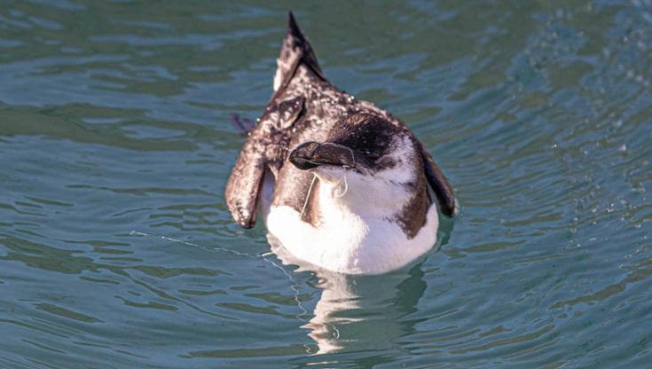 Dal fegato allo stomaco, microplastiche nel 66% delle gazze marine trovate morte nel Tirreno