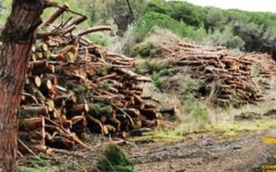 Deforestazione, l’Ue vuole rinviare la legge. Esultano le imprese, la rabbia degli ambientalisti