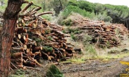 Deforestazione, l’Ue vuole rinviare la legge. Esultano le imprese, la rabbia degli ambientalisti