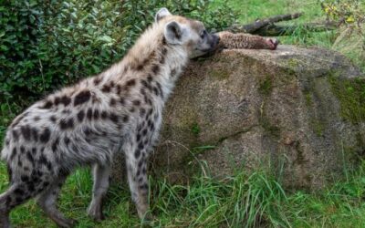 Zurigo, shock allo zoo: suricati in pasto alle iene. Gli esperti: “No a una visione buonista della natura”