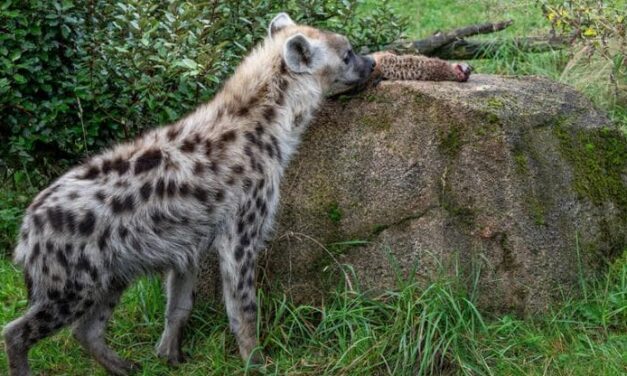 Zurigo, shock allo zoo: suricati in pasto alle iene. Gli esperti: “No a una visione buonista della natura”