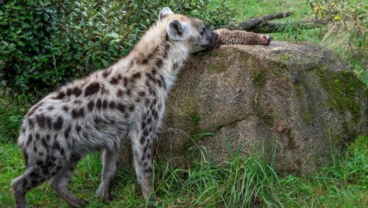 Zurigo, shock allo zoo: suricati in pasto alle iene. Gli esperti: “No a una visione buonista della natura”