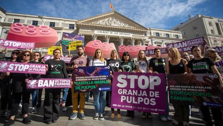 No all’allevamento dei polpi, la battaglia degli animalisti: “Sono animali senzienti”