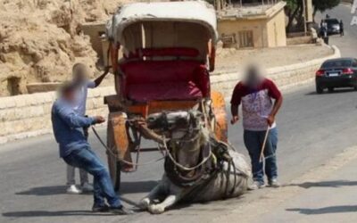 Torturati, presi a bastonate e lasciati senza acqua, così vivono i cammelli per turisti al Cairo