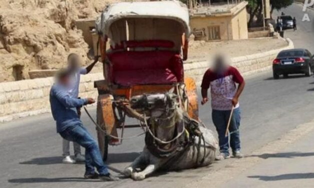 Torturati, presi a bastonate e lasciati senza acqua, così vivono i cammelli per turisti al Cairo